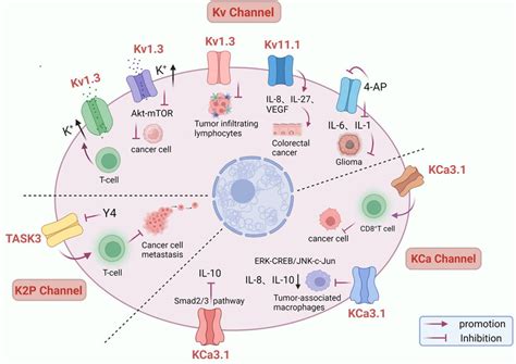 chanel cancer|kv11 channels cancer.